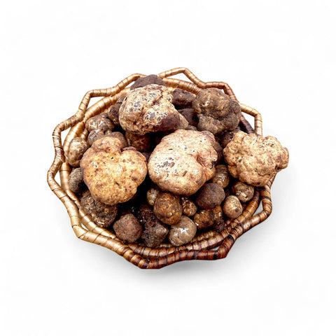 Brown wicker basket filled with spring white truffles Tuber Borchii from the collection