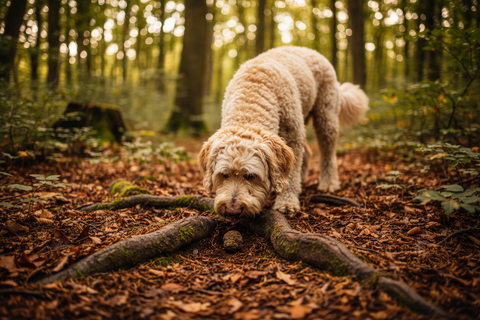 Dog playing with a stick in a forest