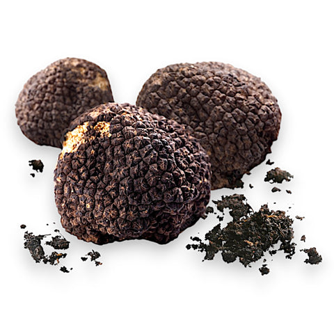 burgundy truffle b-grade